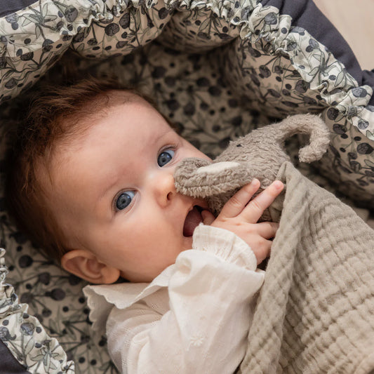 Sebra Nusseklud, Elefanten Finley