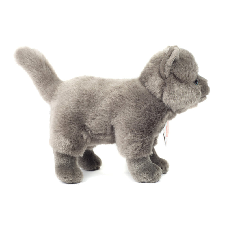 Grå kat bamse.